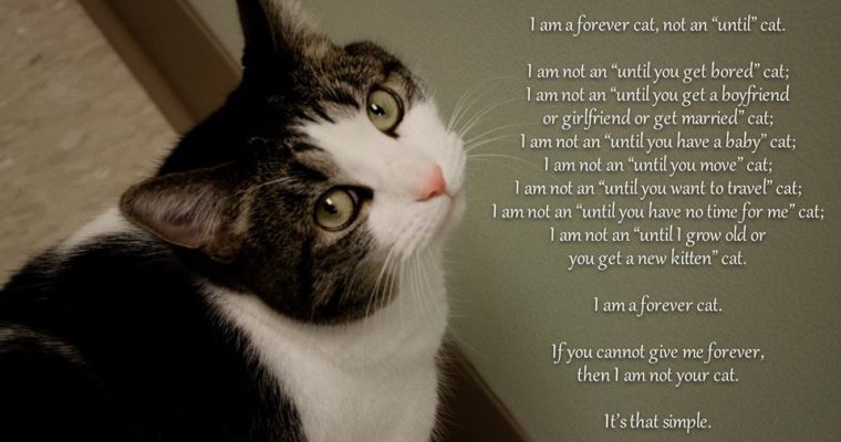I am a Forever Cat